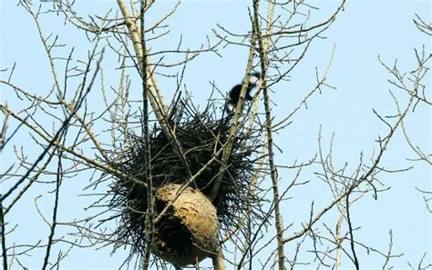 麻雀在家筑巢风水